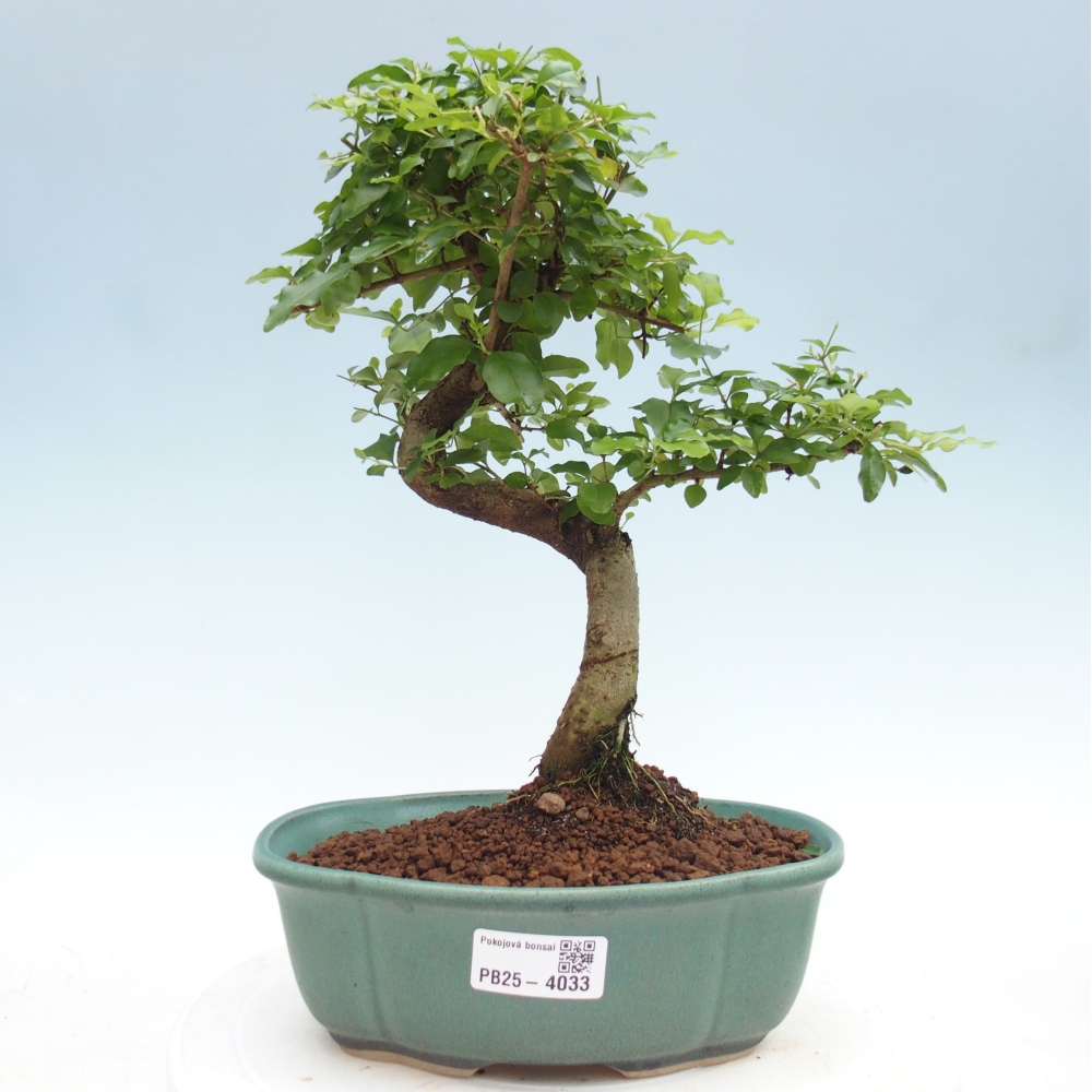 Szobai bonsai -Ligustrum chinensis - Madárcsőr