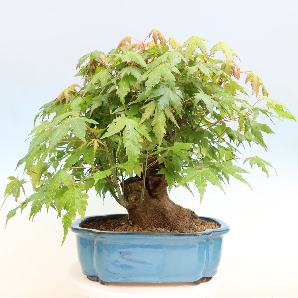 Kültéri bonsai - Juhar Burger - Acer Burgerianum