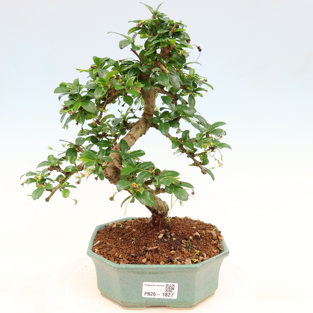 Szobai bonsai - Carmona macrophylla - Tea fuki
