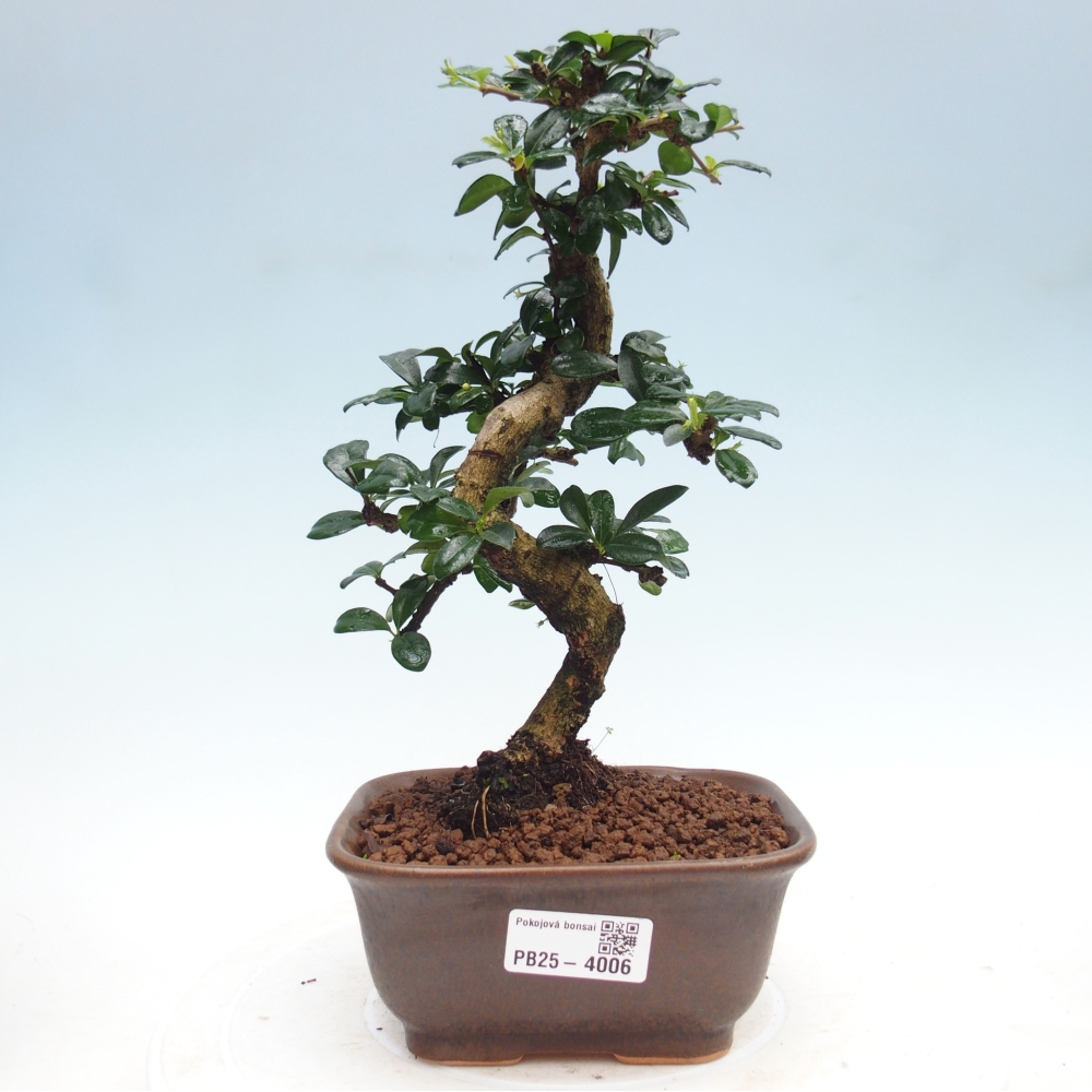 Szobai bonsai - Carmona macrophylla - Tea fuki