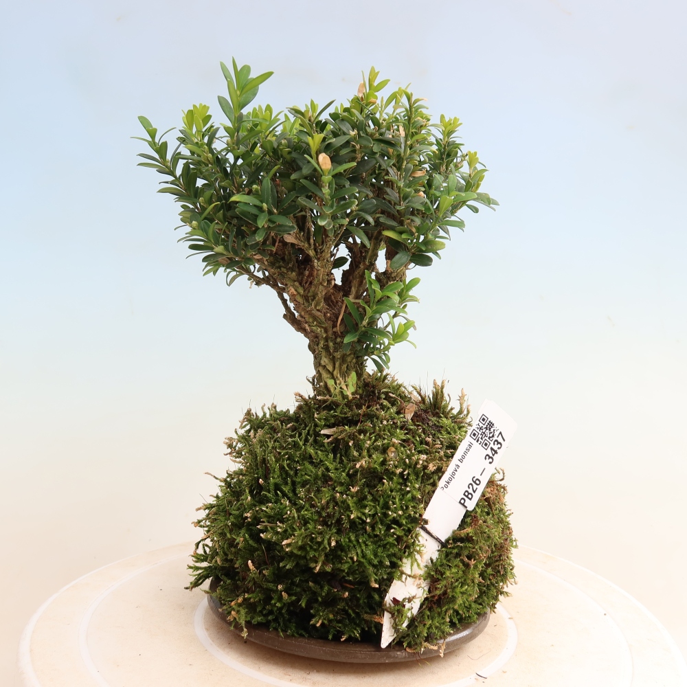 Kokedama alátéttel – Buxus harlandii – parafa buxus  