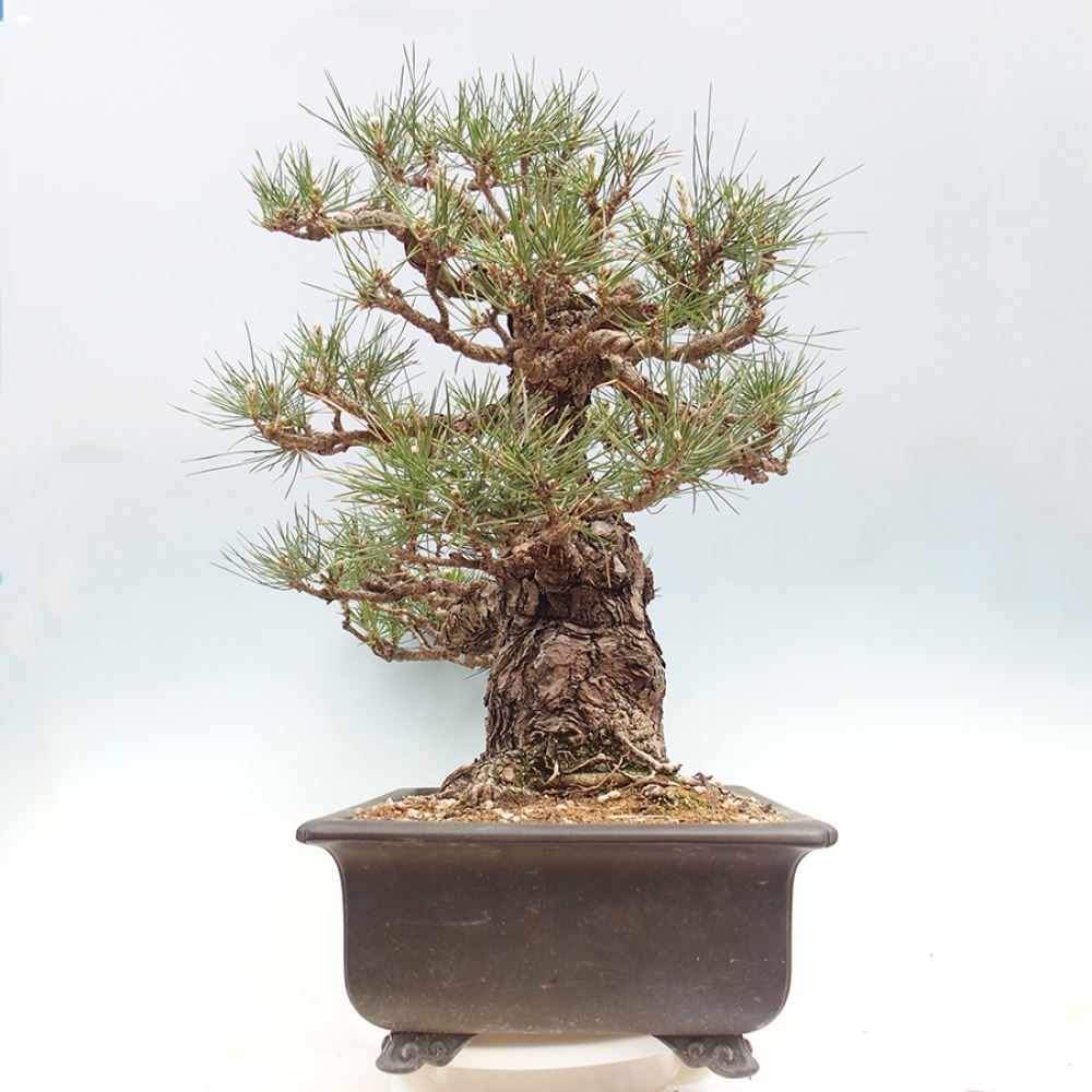 Kültéri bonsai - Pinus thunbergii - Thunberg fenyő