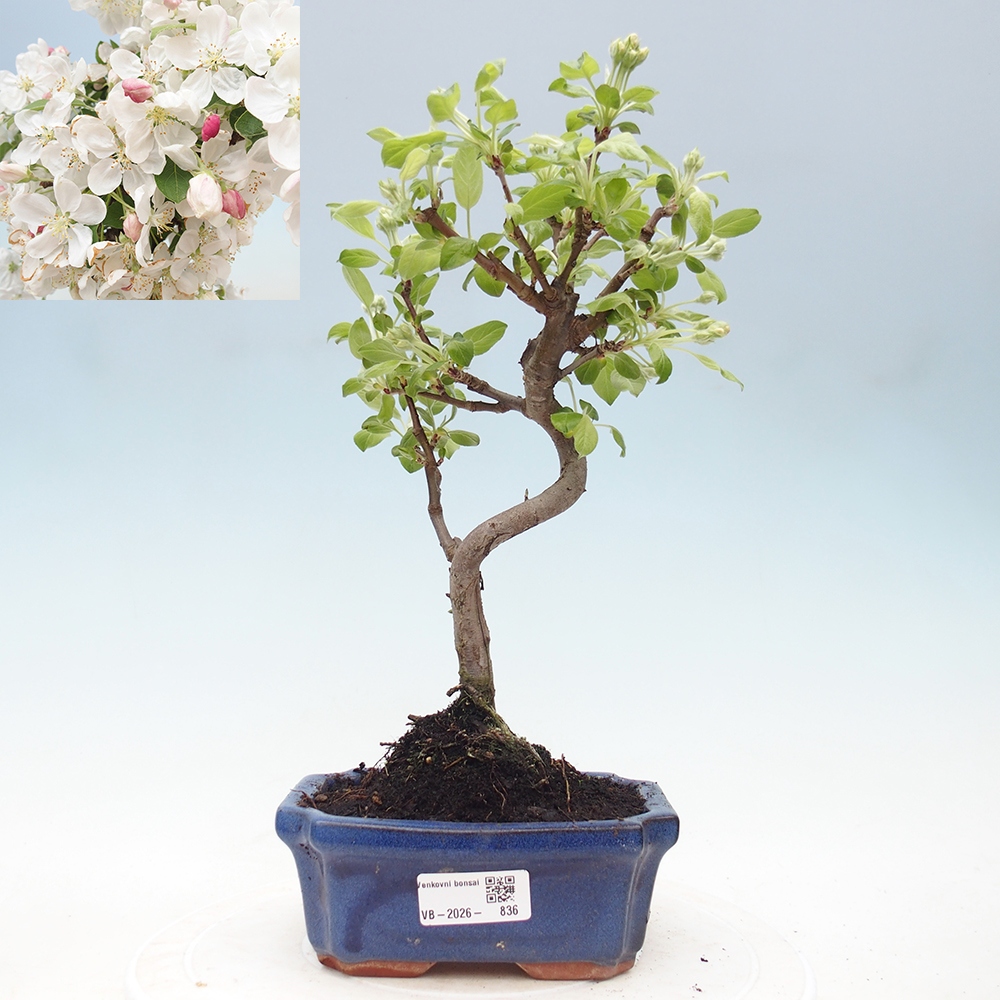 Kültéri bonsai -Malus halliana - Kis gyümölcsű almafa