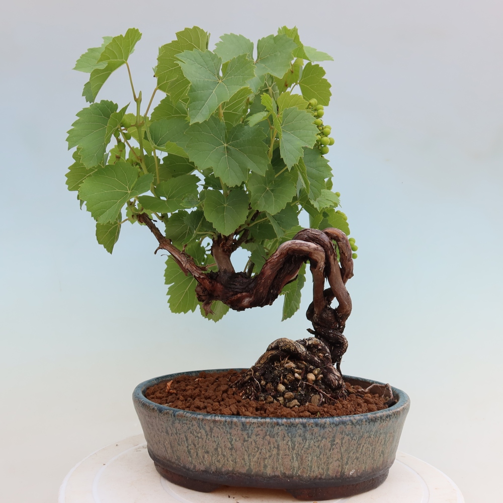 Kültéri bonsai – Szőlő – Vitis vinifera 