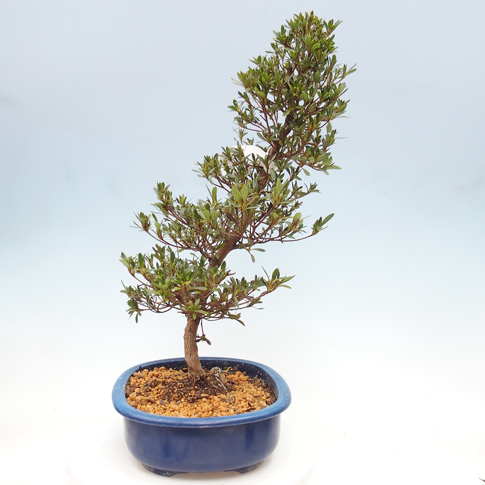 Kültéri bonsai - Japán azálea - Azalea Hakurin
