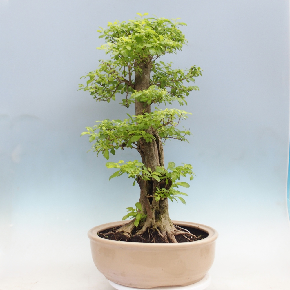 Szobai bonsai - Duranta erecta Aurea - CSAK SZEMÉLYES Begyűjtés vagy raklapos szállítás