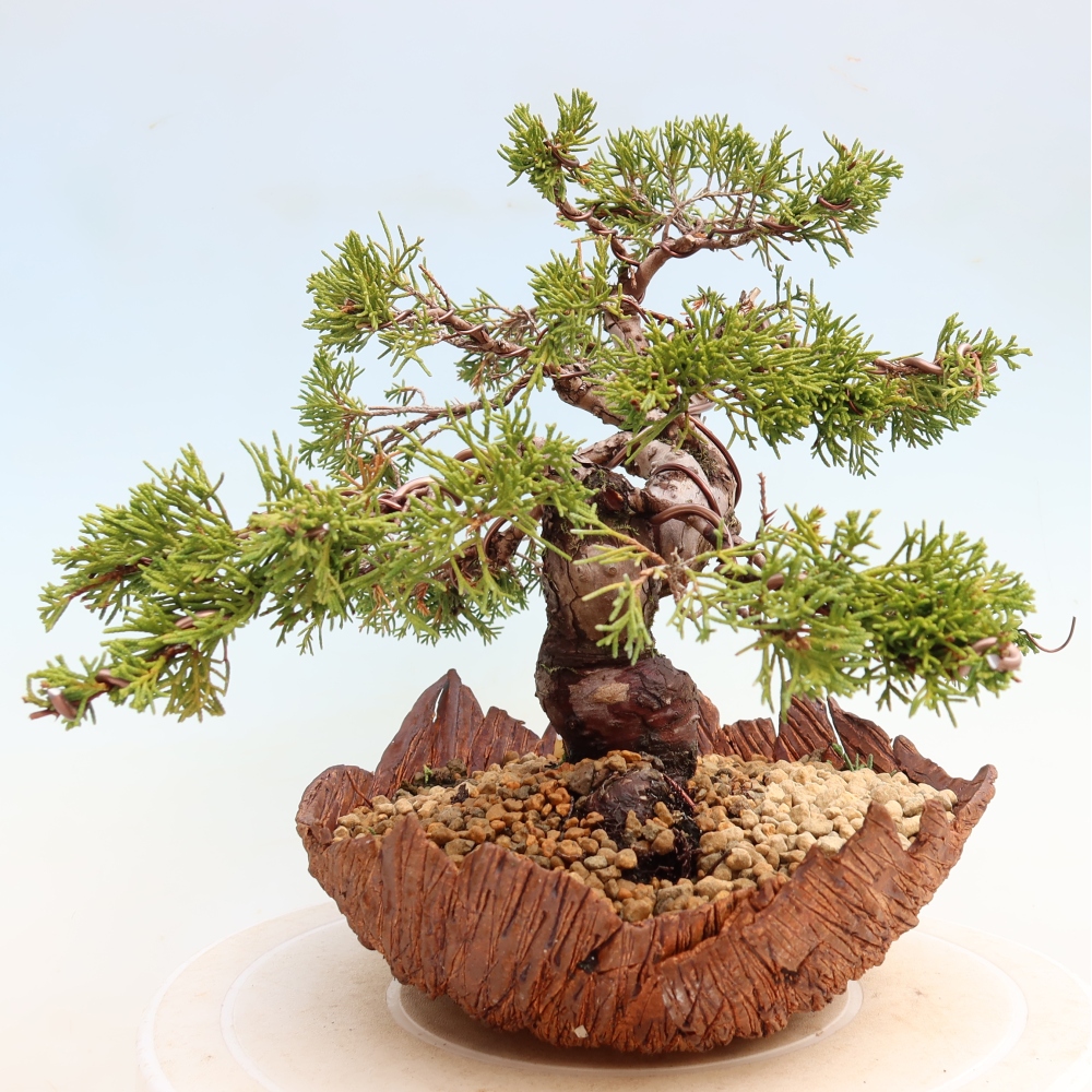 Kültéri bonsai - Juniperus chinensis Itoigawa-Juniperus chinensis