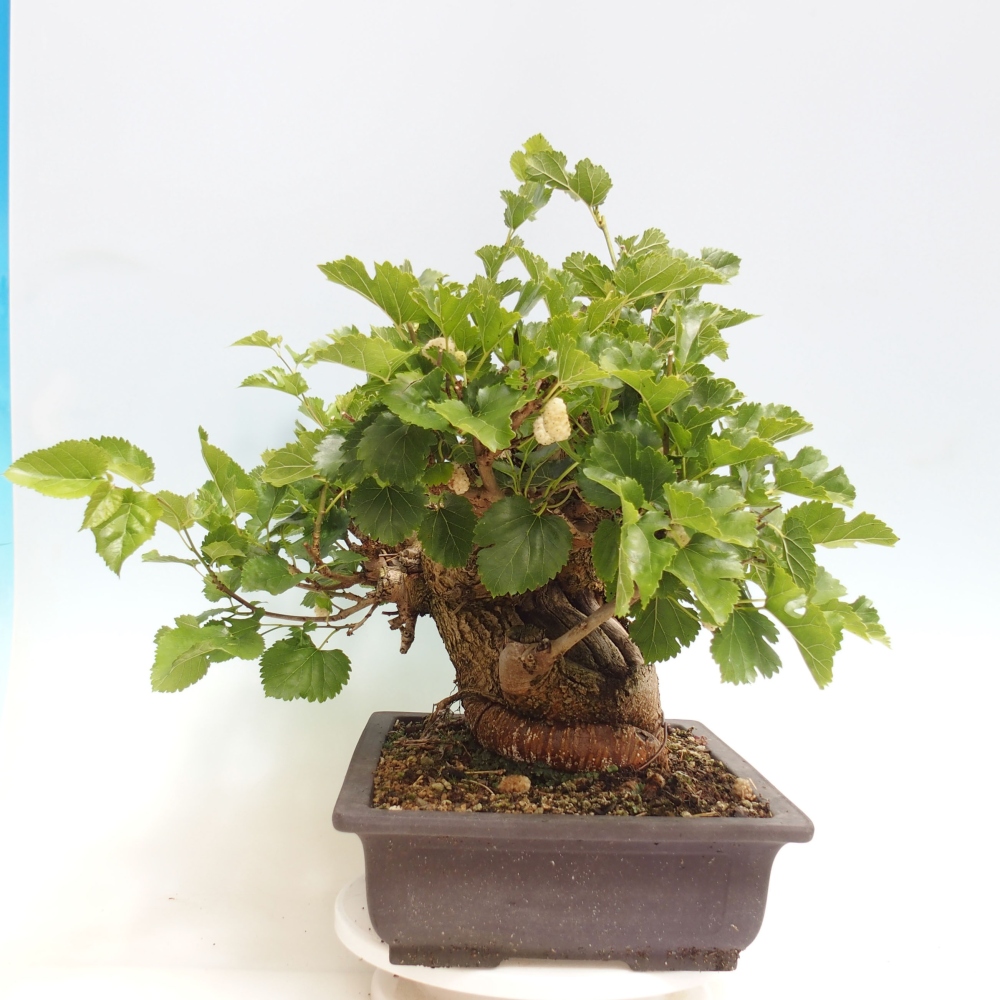 Kültéri bonsai -Morus alba - eperfa