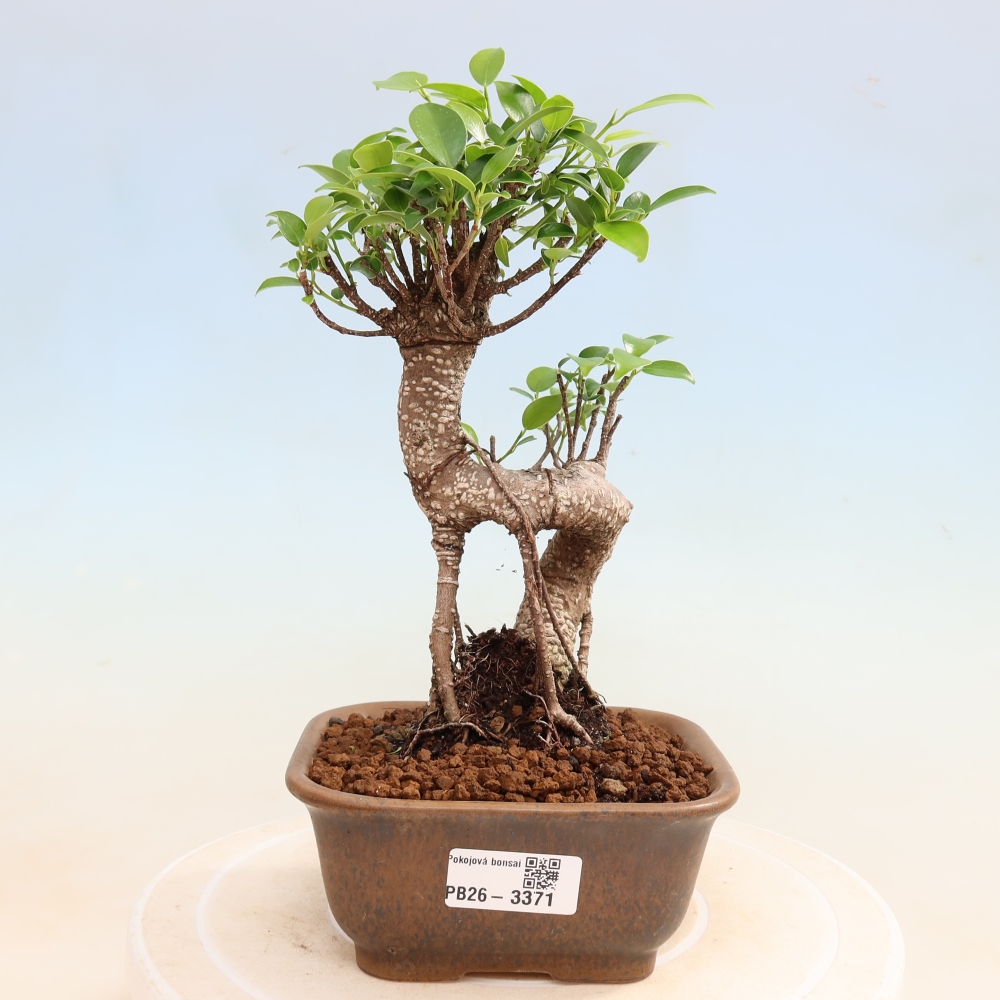 Szobai bonsai - Ficus kimmen - kislevelű fikusz