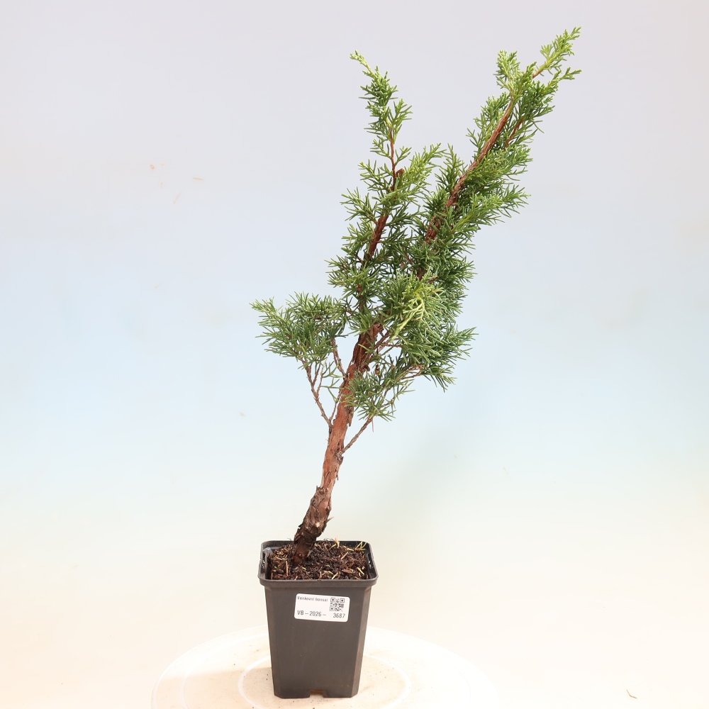Kültéri bonsai - Juniperus chinensis Kishu