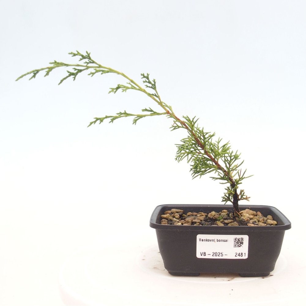 Kültéri bonsai - Juniperus chinensis Itoigawa