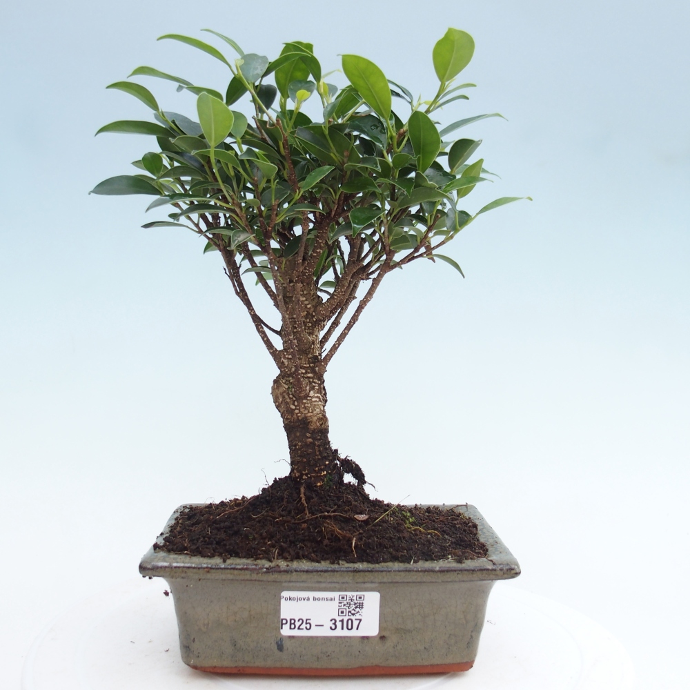 Szobai bonsai - Ficus retusa - kislevelű fikusz