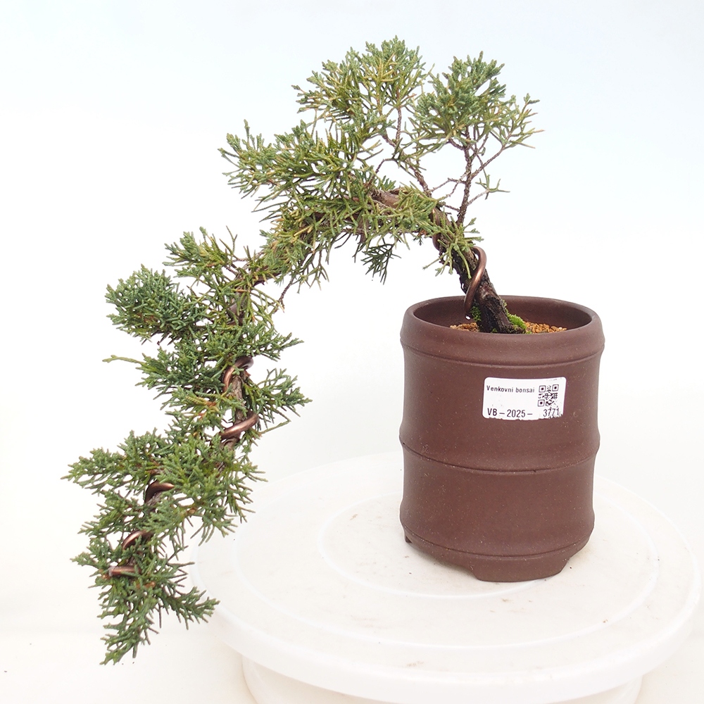 Kültéri bonsai - Juniperus chinensis Kishu