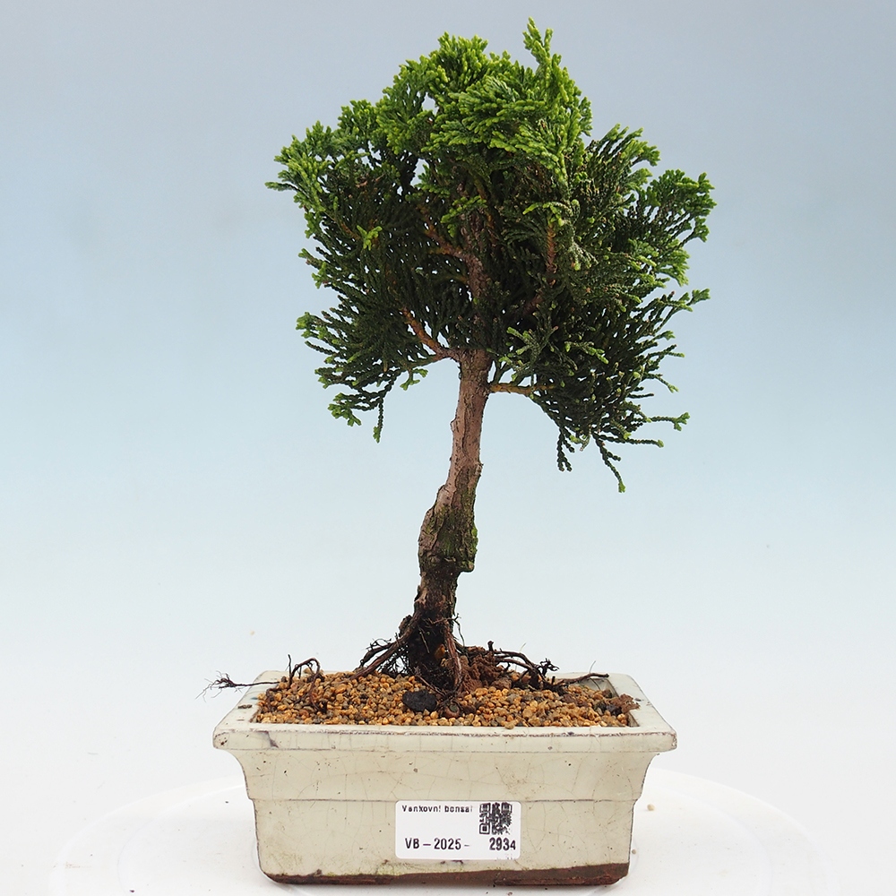 Kültéri bonsai - Cham.pis obtusa Nana Gracilis - ciprus