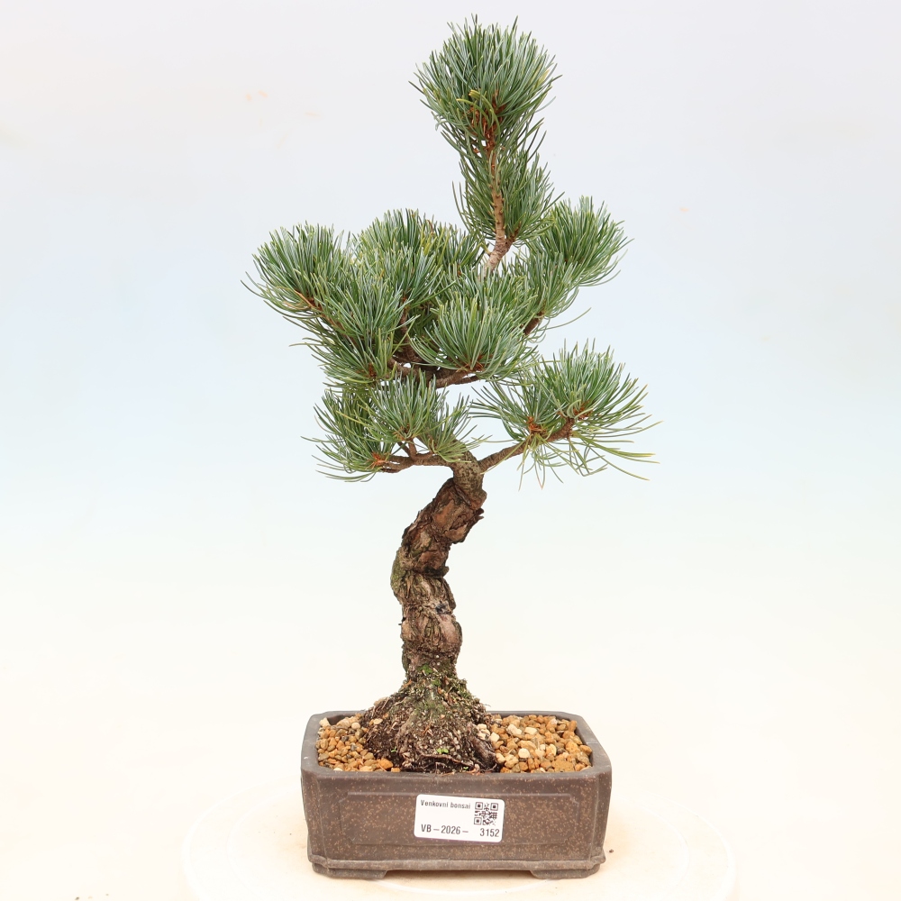 Kültéri bonsai - Pinus parviflora - Pinus parviflora