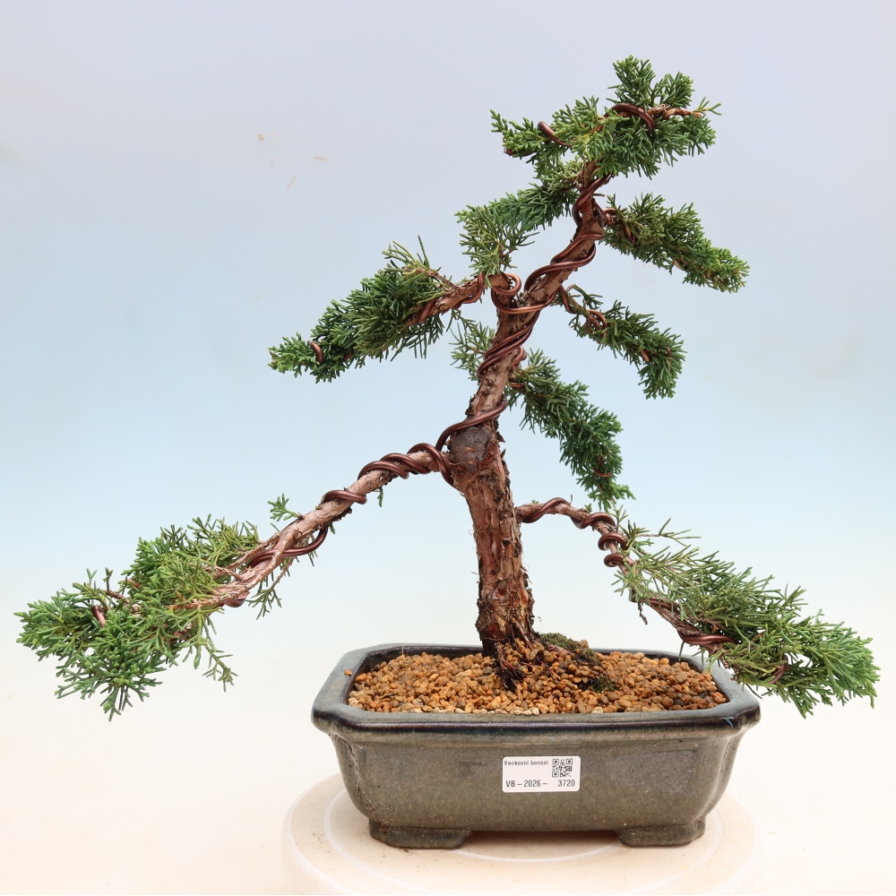 Kültéri bonsai - Juniperus chinensis Kishu
