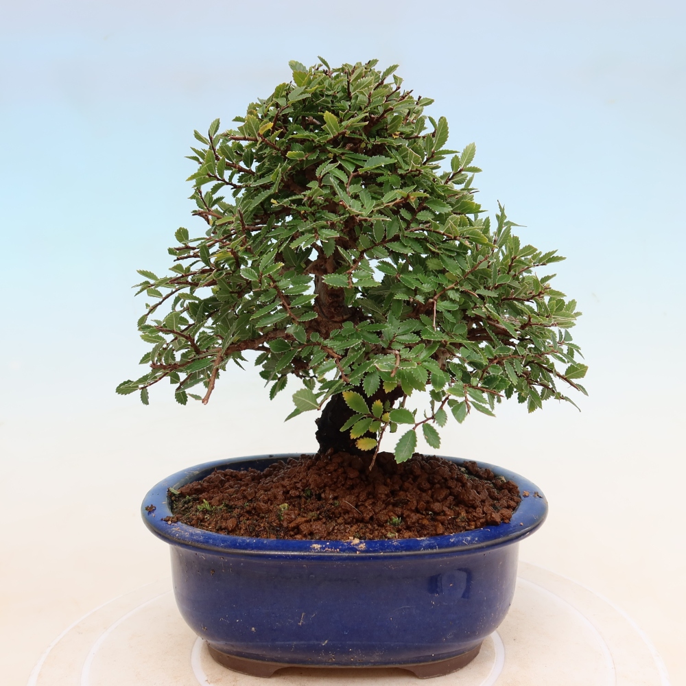 Kültéri bonsai - Zelkova - Zelkova NIRE
