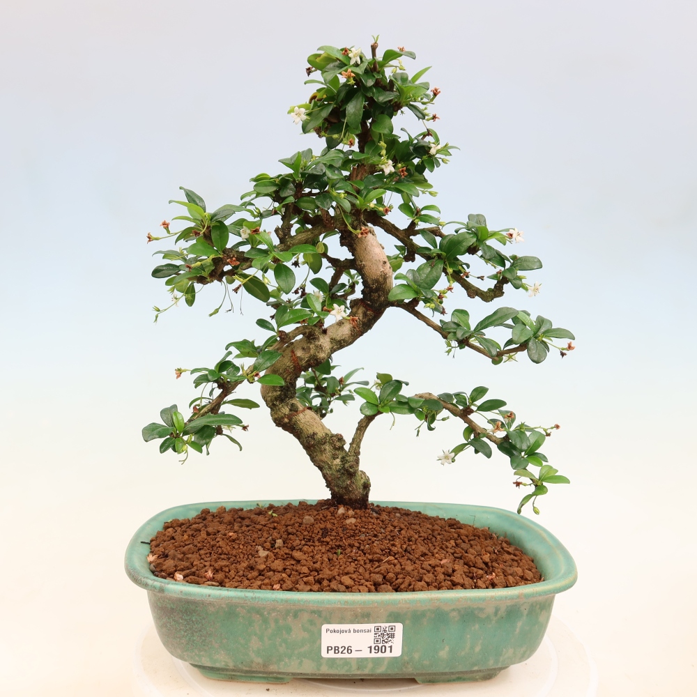 Szobai bonsai - Carmona macrophylla - Tea fuki
