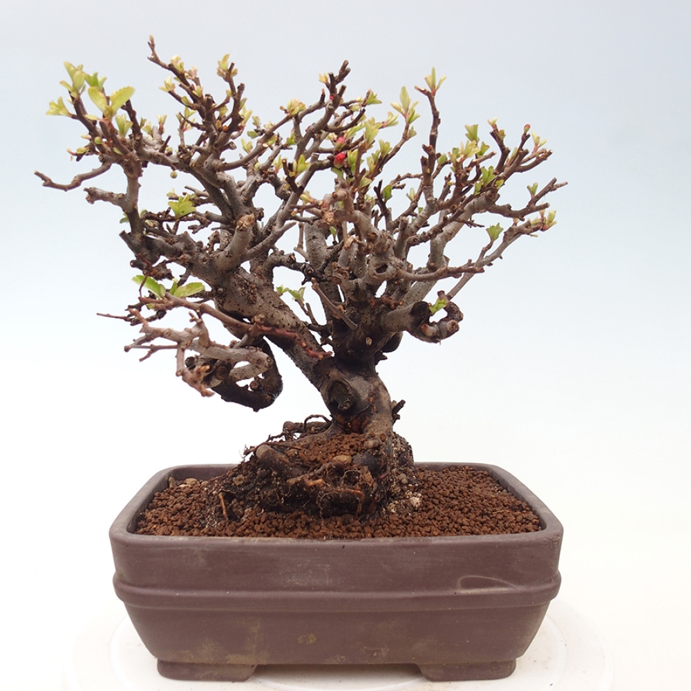 Kültéri bonsai - Chaneomeles speciosa - birs