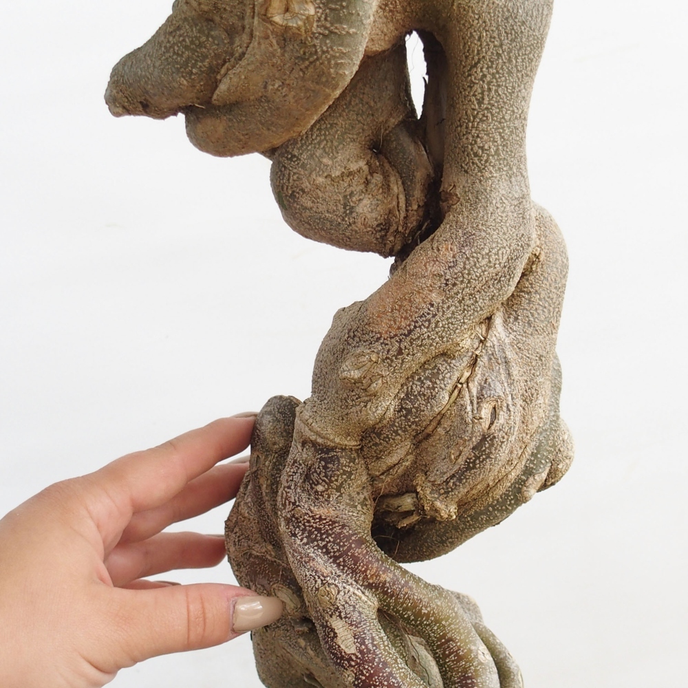 Kültéri bonsai - Acer Buergerianum - Burger juhar