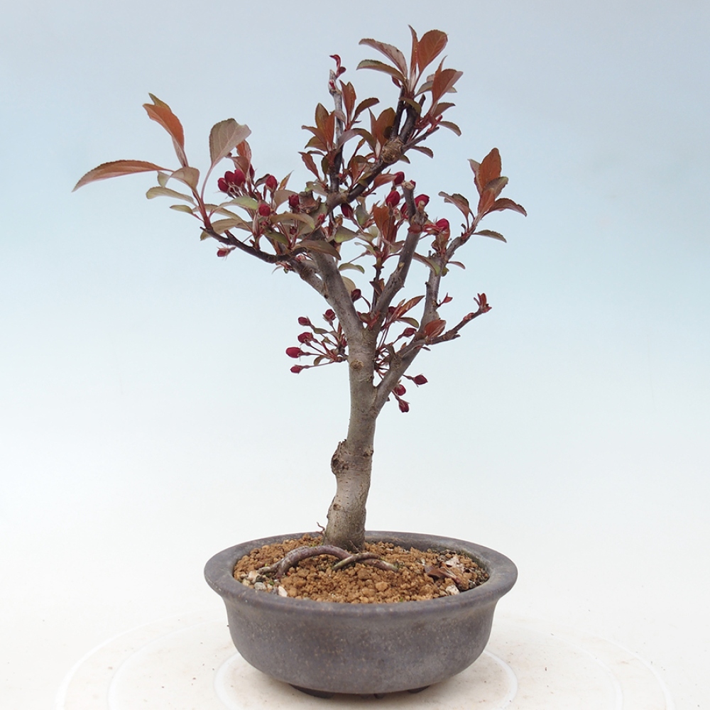 Kültéri bonsai -Malus domestica - Kis gyümölcsű piros levelű almafa