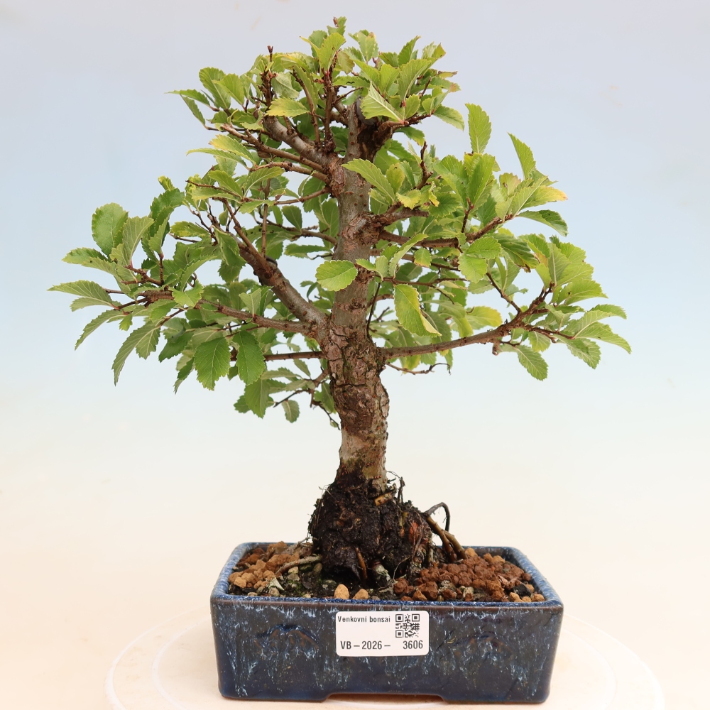 Kültéri bonsai - Zelkova - Zelkova NIRE