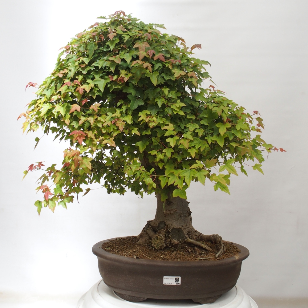 Kültéri bonsai - Acer Buergerianum - Burger juhar