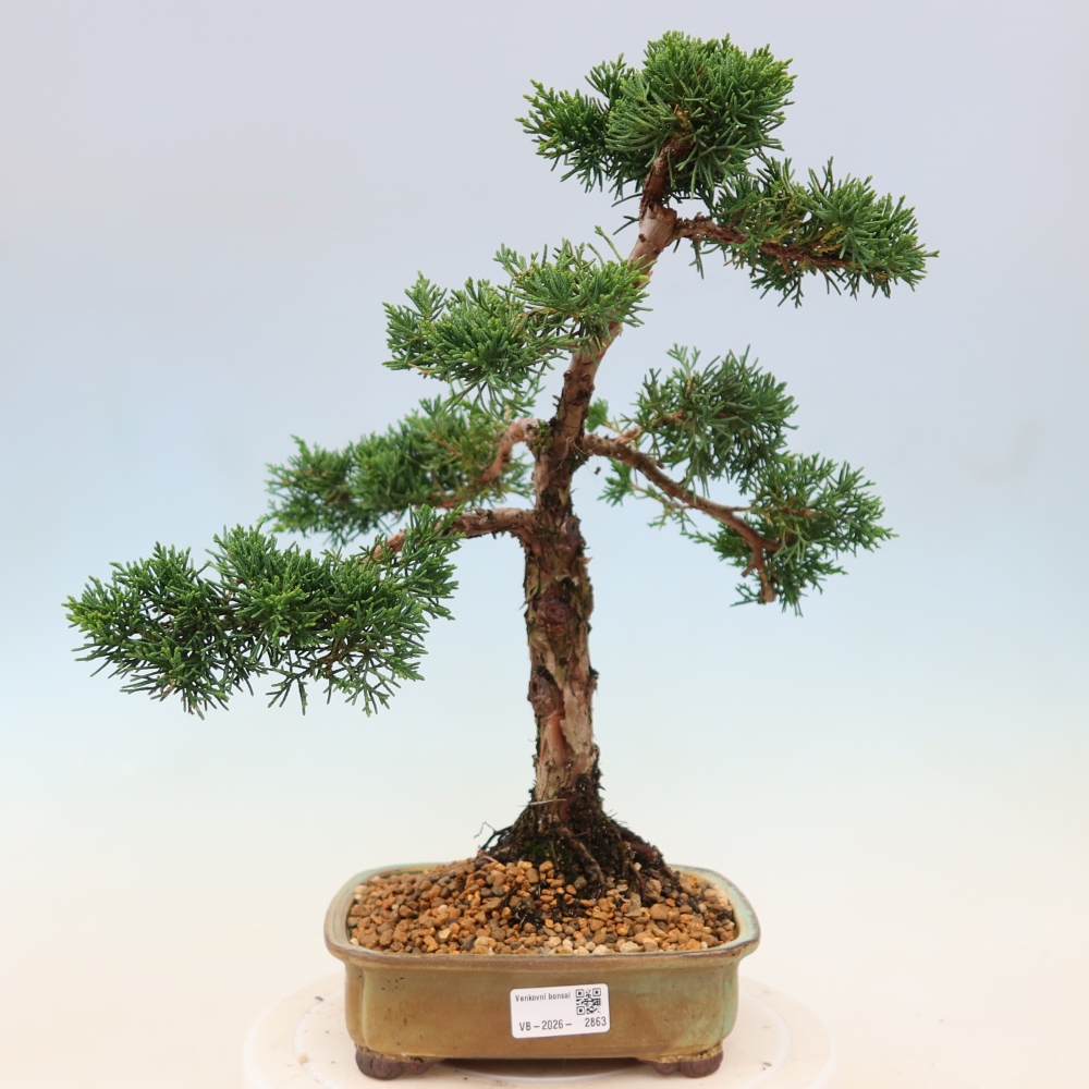 Kültéri bonsai - Juniperus chinensis Kishu