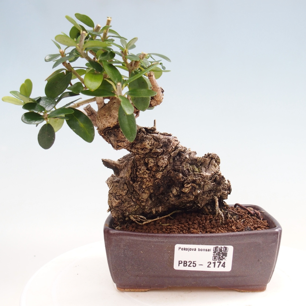 Beltéri bonsai - Olea europaea sylvestris