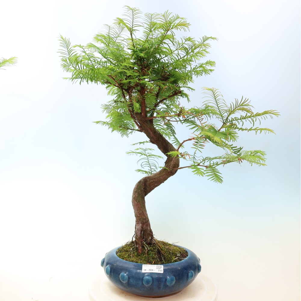 Kültéri bonsai - Metasequoia glyptostroboides - Kínai metasequoia
