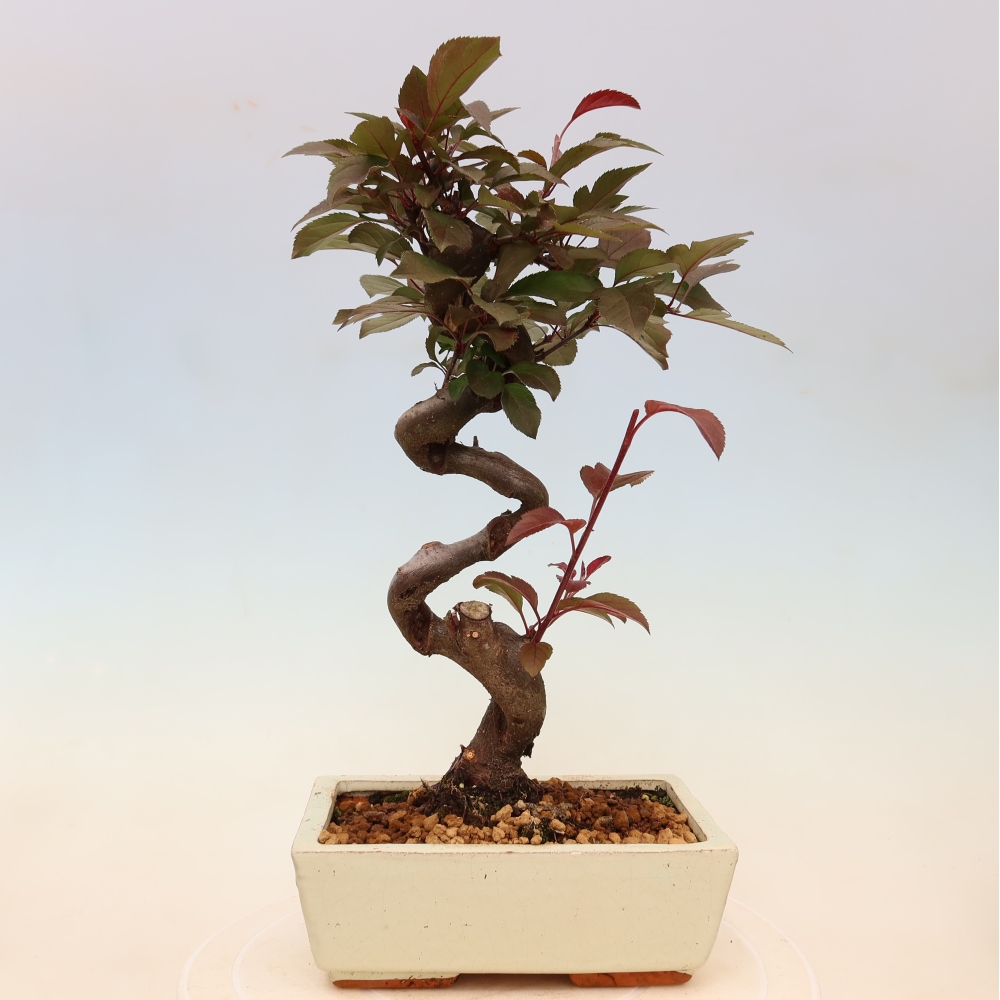 Kültéri bonsai -Malus domestica - Kis gyümölcsű piros levelű almafa