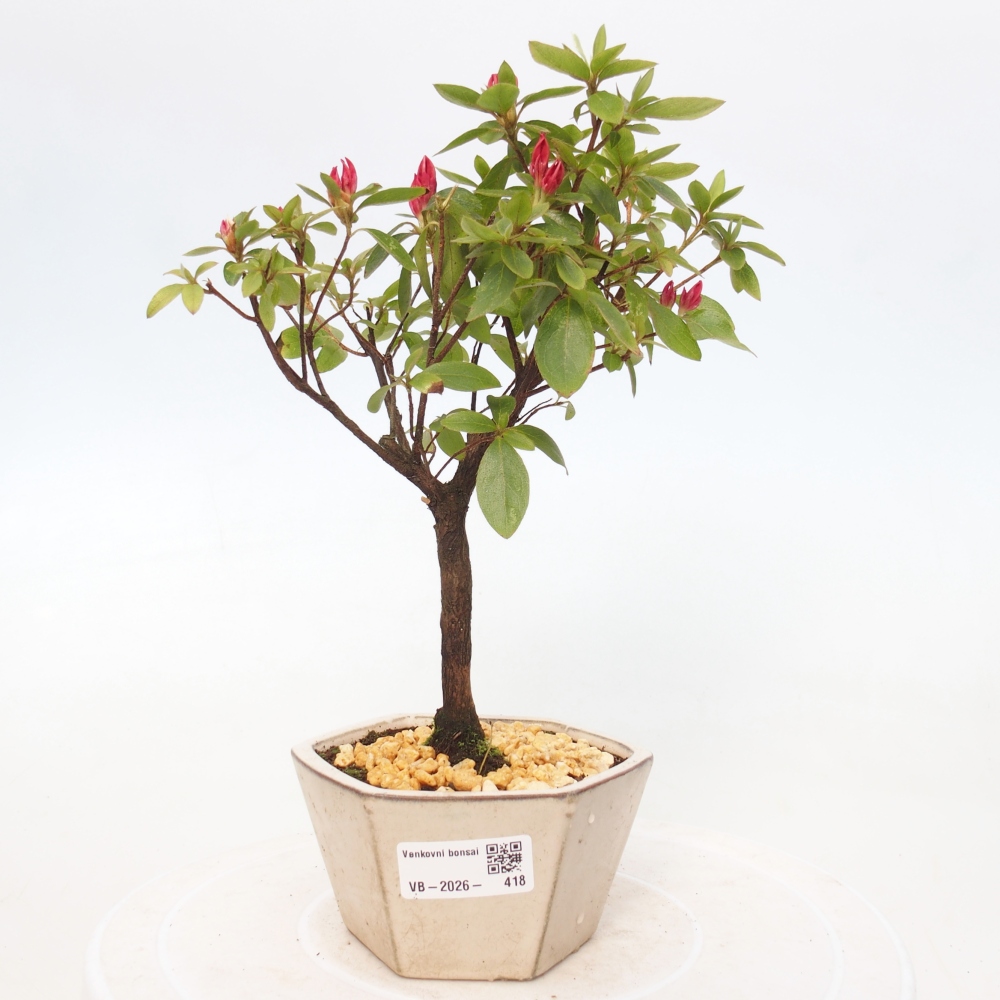 Kültéri bonsai - japán azálea - Azalea sp.