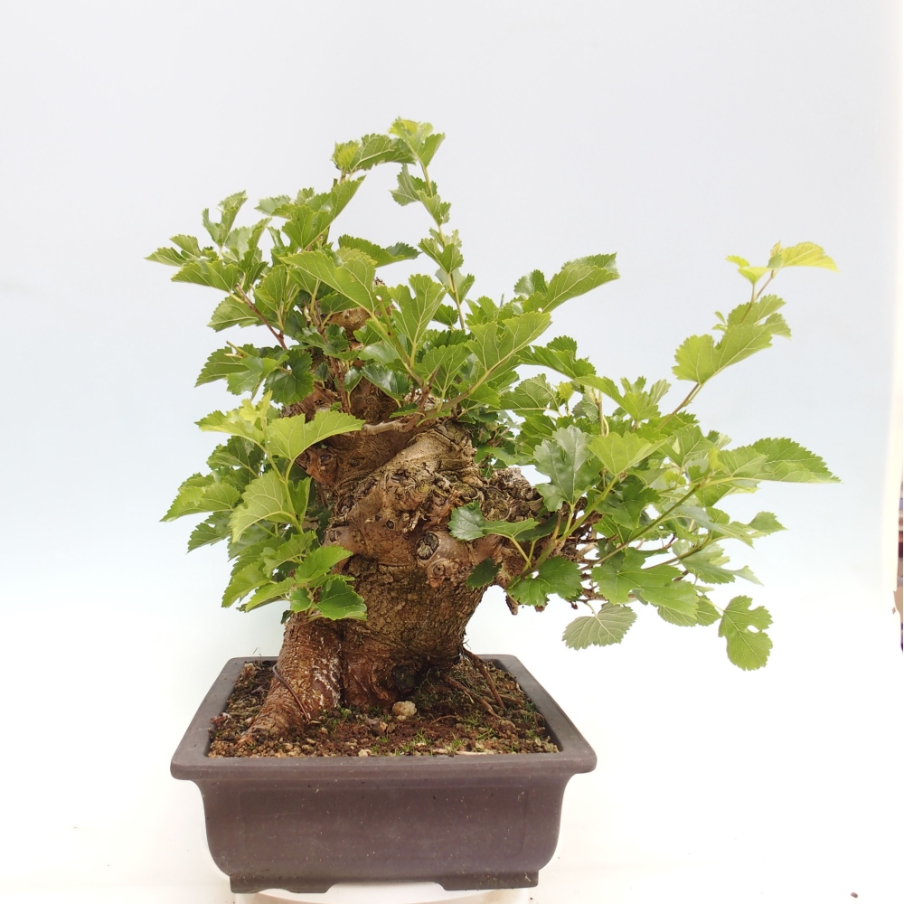 Kültéri bonsai -Morus alba - eperfa