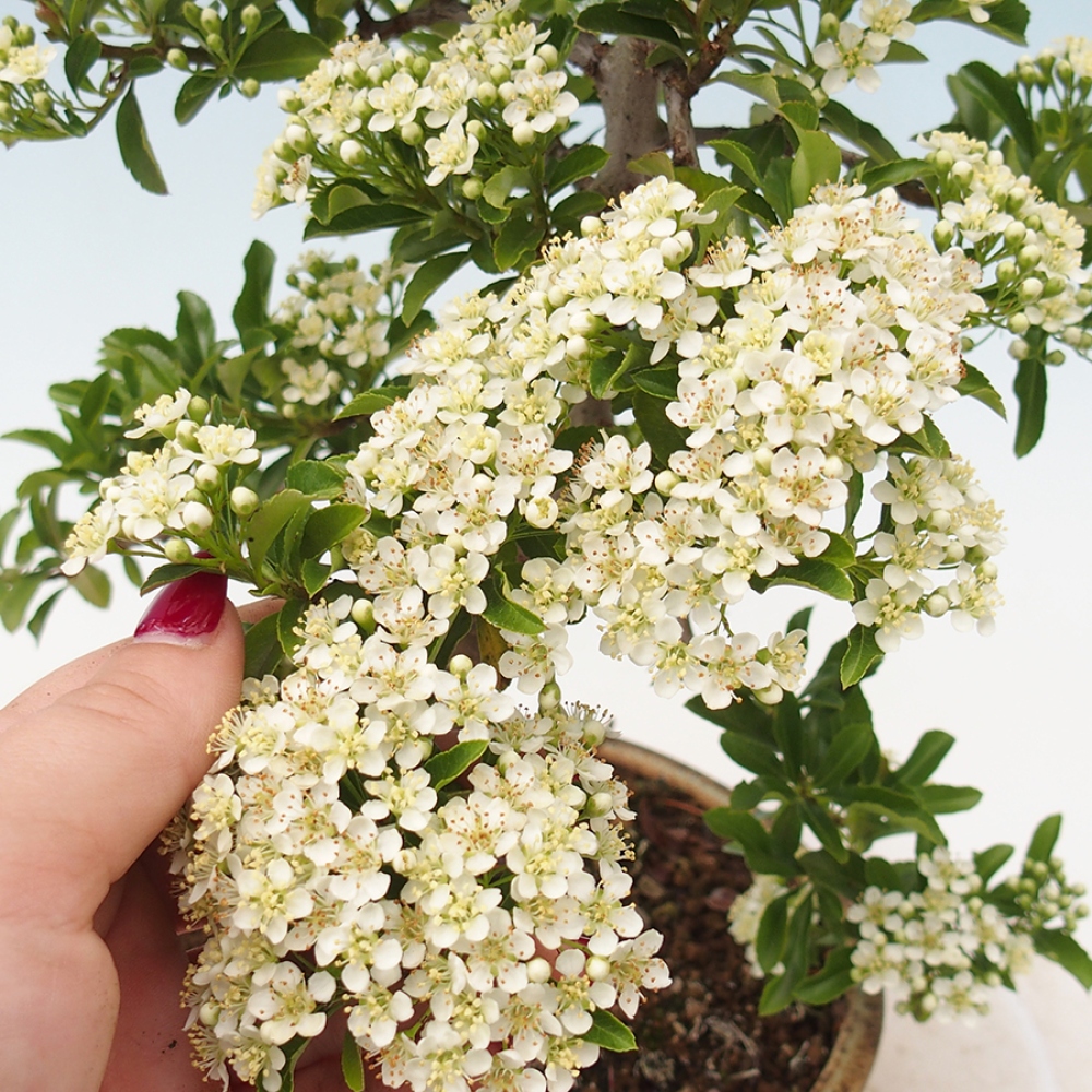 Kültéri bonsai-Pyracantha Teton - Hlox