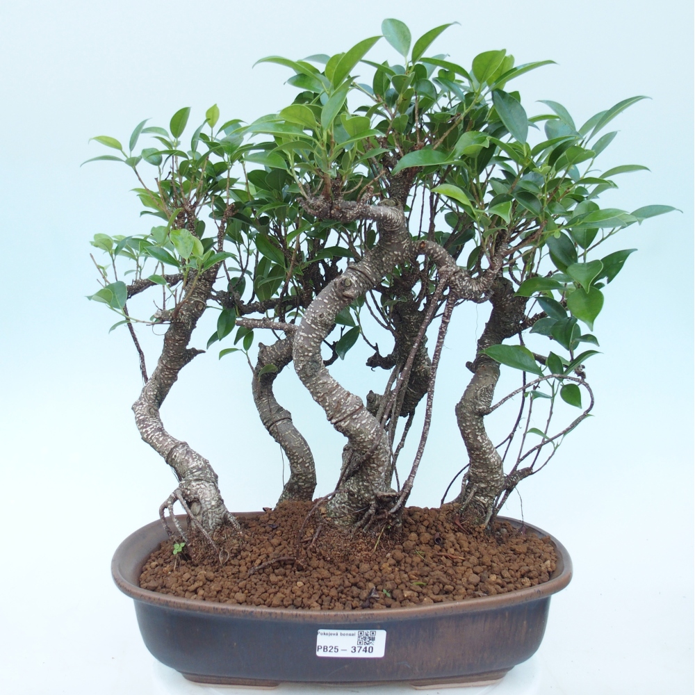 Szobai bonsai - Ficus kimmen - kislevelű fikusz