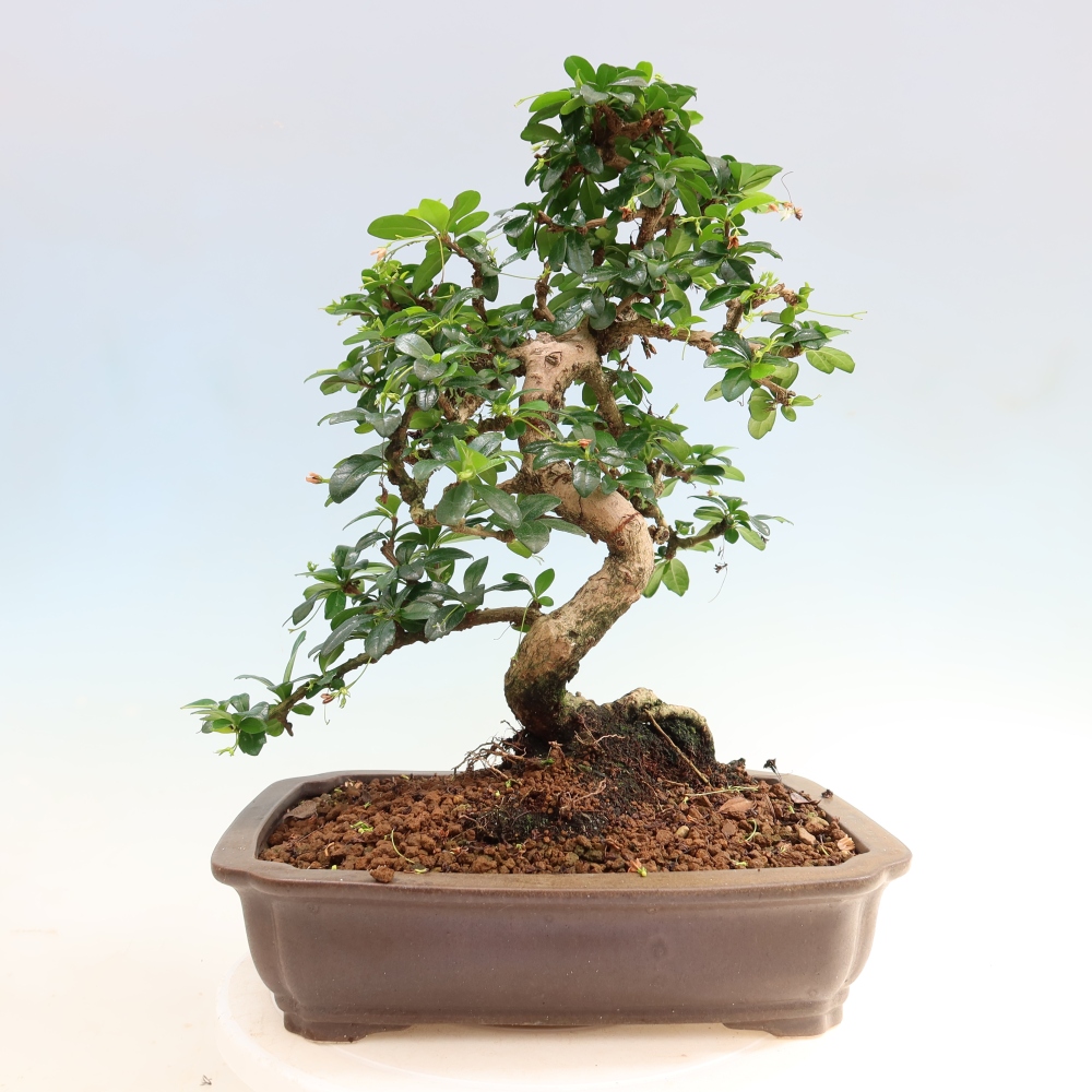Szobai bonsai - Carmona macrophylla - Tea fuki