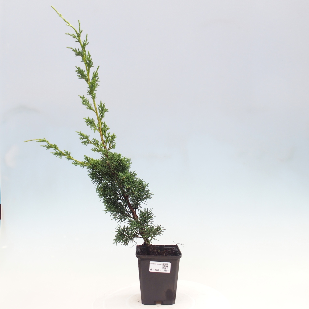Kültéri bonsai - Juniperus chinensis Kishu