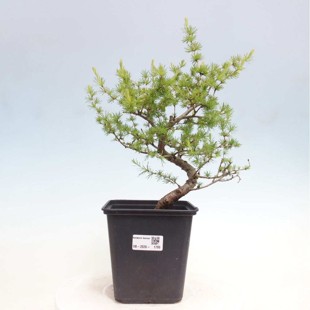 Kültéri bonsai - Larix decidua - vörösfenyő