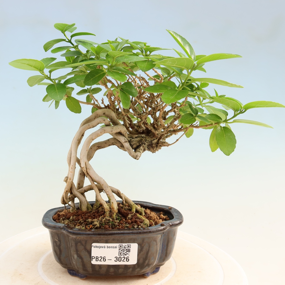 Beltéri bonsai - Premna serratifolia - Kozlovna malolista