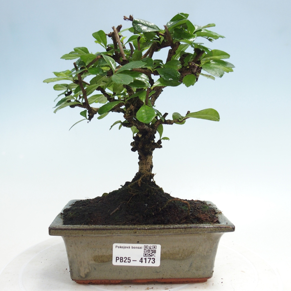 Szobai bonsai - Carmona macrophylla - Tea fuki