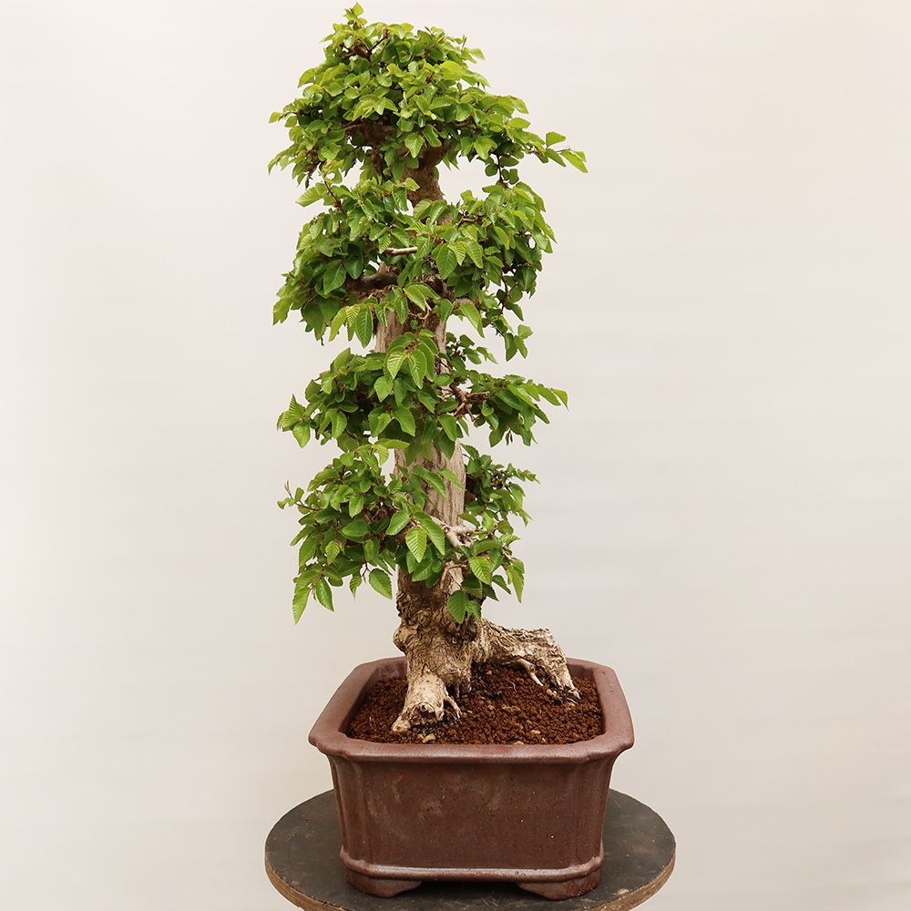 Kültéri bonsai -Carpinus Coreana - Koreai gyertyánfa