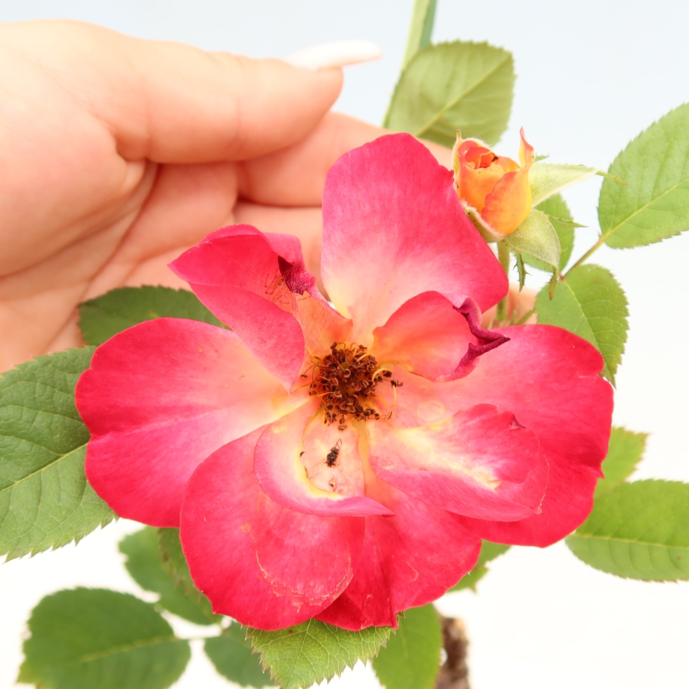 Kültéri bonsai - Rosa Kordes - rózsa