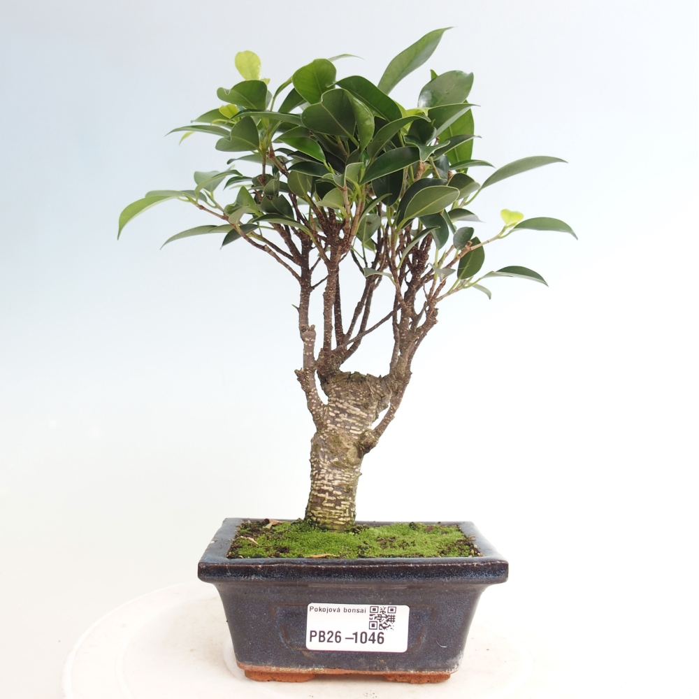 Szoba bonsai Ficus retusa kimmen