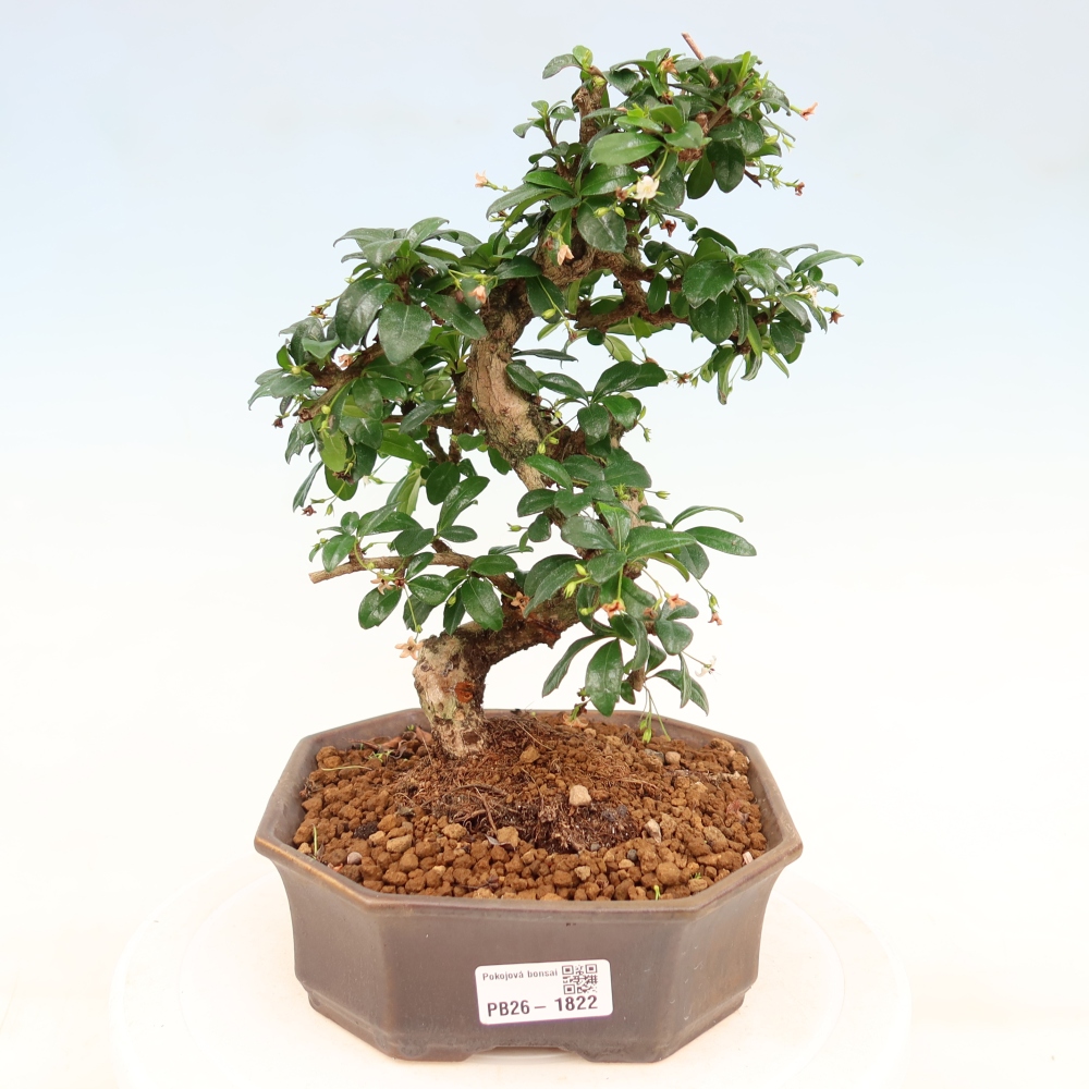 Szobai bonsai - Carmona macrophylla - Tea fuki