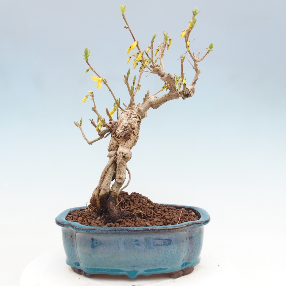 Kültéri bonsai - Zlatice - Forsythia koreana