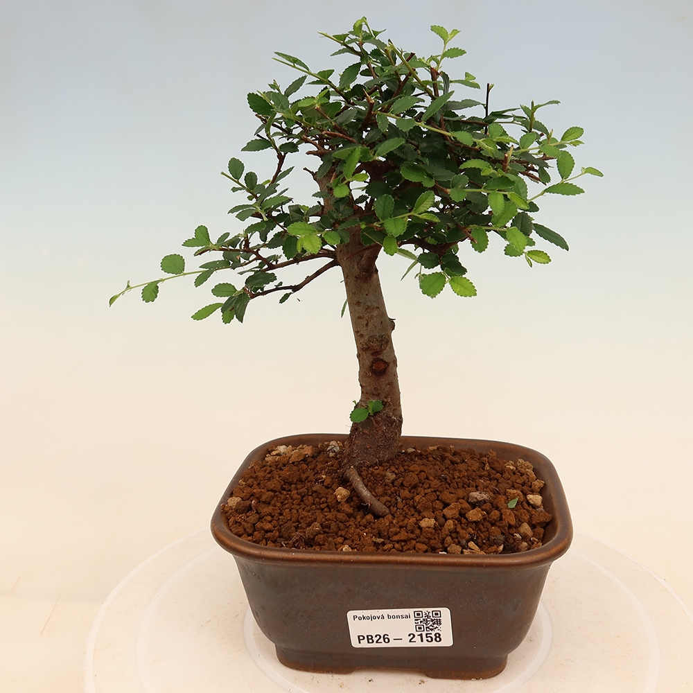 Szobai bonsai - Ulmus parvifolia - Kislevelű szilfa