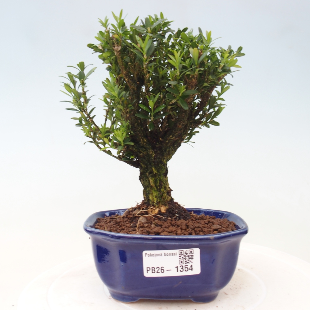 Szobai bonsai - Buxus harlandii - parafa buxus