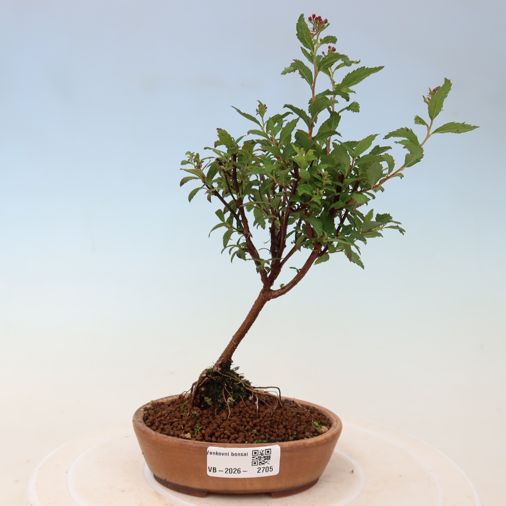 Kültéri bonsai – japán spirea – Spirea japonica Anthony Waterer