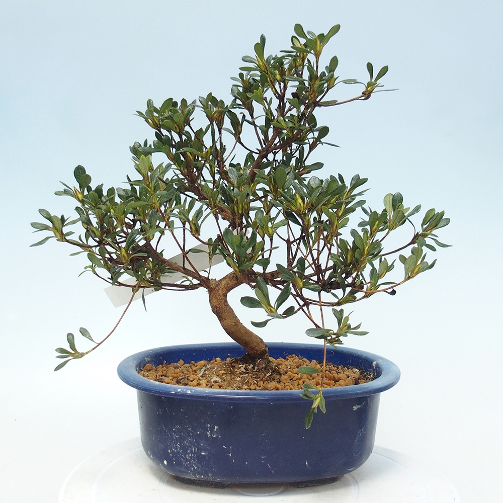 Kültéri bonsai - Japán azálea - Azalea Benibeni