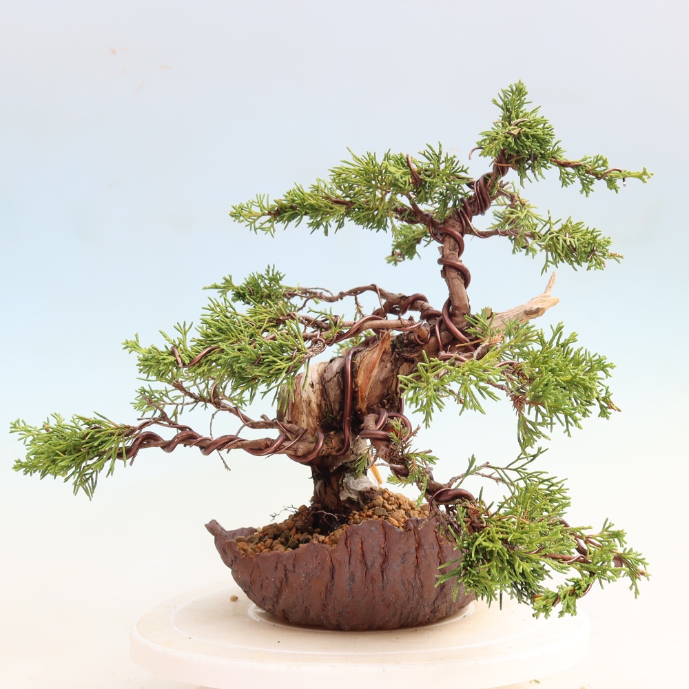 Kültéri bonsai - Juniperus chinensis Itoigawa-Juniperus chinensis